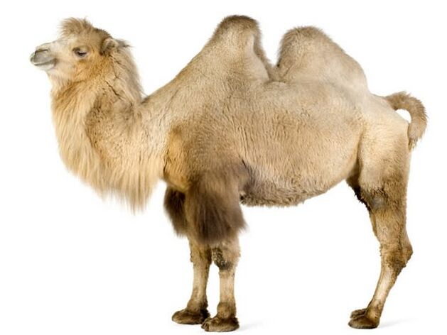 камила и стомаха му за повишаване на потентността